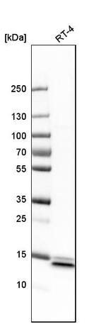 SYNJ2BP Antibody in Western Blot (WB)