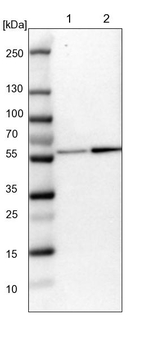 eIF5 Antibody in Western Blot (WB)