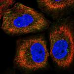 CEP170B Antibody in Immunocytochemistry (ICC/IF)