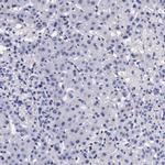 DGCR2 Antibody in Immunohistochemistry (IHC)