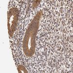 AHA1 Antibody in Immunohistochemistry (Paraffin) (IHC (P))