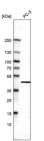 AHA1 Antibody in Western Blot (WB)