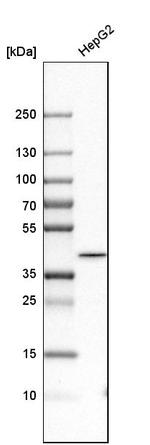 GMPR2 Antibody in Western Blot (WB)