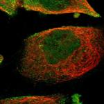 WDR13 Polyclonal Antibody