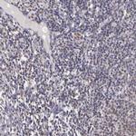 WDR13 Antibody in Immunohistochemistry (IHC)