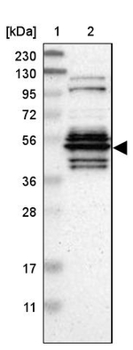 WDR13 Antibody in Western Blot (WB)