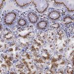 GOLGA5 Antibody in Immunohistochemistry (Paraffin) (IHC (P))