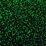 GOLGA5 Antibody in Immunohistochemistry (Paraffin) (IHC (P))