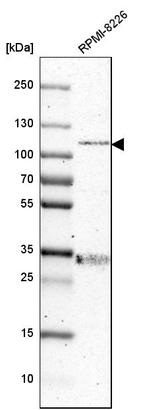 RhoGAP4 Antibody in Western Blot (WB)