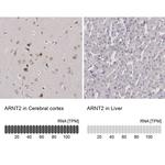ARNT2 Antibody
