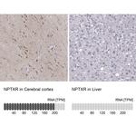 NPTXR Antibody
