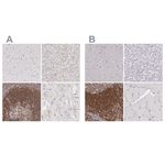 RhoGAP4 Antibody in Immunohistochemistry (Paraffin) (IHC (P))
