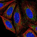 C14orf126 Polyclonal Antibody