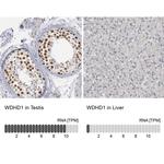 WDHD1 Antibody