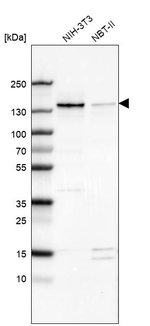 WDHD1 Antibody in Western Blot (WB)