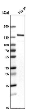 WDHD1 Antibody in Western Blot (WB)