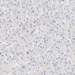 RNase1 Antibody in Immunohistochemistry (Paraffin) (IHC (P))