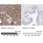RNase1 Antibody in Immunohistochemistry (Paraffin) (IHC (P))