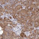 RNase1 Antibody in Immunohistochemistry (Paraffin) (IHC (P))