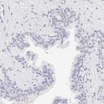 RNase1 Antibody in Immunohistochemistry (Paraffin) (IHC (P))