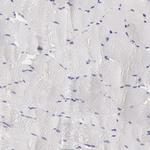 RNase1 Antibody in Immunohistochemistry (Paraffin) (IHC (P))
