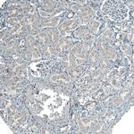PIGA Antibody in Immunohistochemistry (Paraffin) (IHC (P))