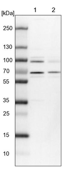 PRPF39 Antibody in Western Blot (WB)