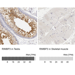 RIMBP3 Polyclonal Antibody