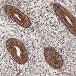 STX17 Polyclonal Antibody