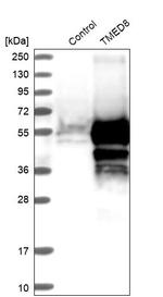TMED8 Antibody in Western Blot (WB)