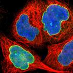 UNC84B Antibody in Immunocytochemistry (ICC/IF)