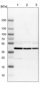 DRG1 Antibody in Western Blot (WB)