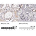 RGAG1 Antibody