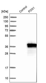 FCN1 Antibody in Western Blot (WB)