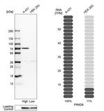 FRMD6 Antibody
