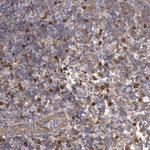 Ymer Antibody in Immunohistochemistry (Paraffin) (IHC (P))