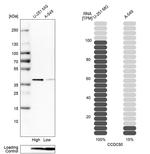 Ymer Antibody in Western Blot (WB)
