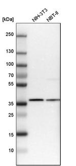 Ymer Antibody in Western Blot (WB)