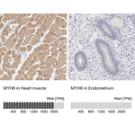 MYH6 Antibody in Immunohistochemistry (Paraffin) (IHC (P))