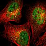 STX5 Polyclonal Antibody