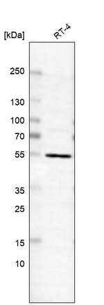hnRNP H2 Antibody in Western Blot (WB)