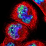 PNN Polyclonal Antibody