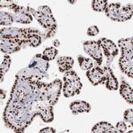 PNN Antibody in Immunohistochemistry (Paraffin) (IHC (P))
