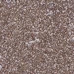 PNN Antibody in Immunohistochemistry (Paraffin) (IHC (P))