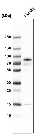 PNN Antibody in Western Blot (WB)