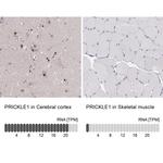 PRICKLE1 Antibody