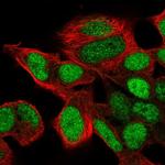 SIX6 Polyclonal Antibody