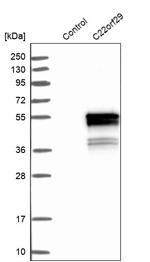 C22orf29 Antibody in Western Blot (WB)