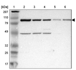 ASCC2 Antibody in Western Blot (WB)