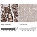 VSIG1 Antibody